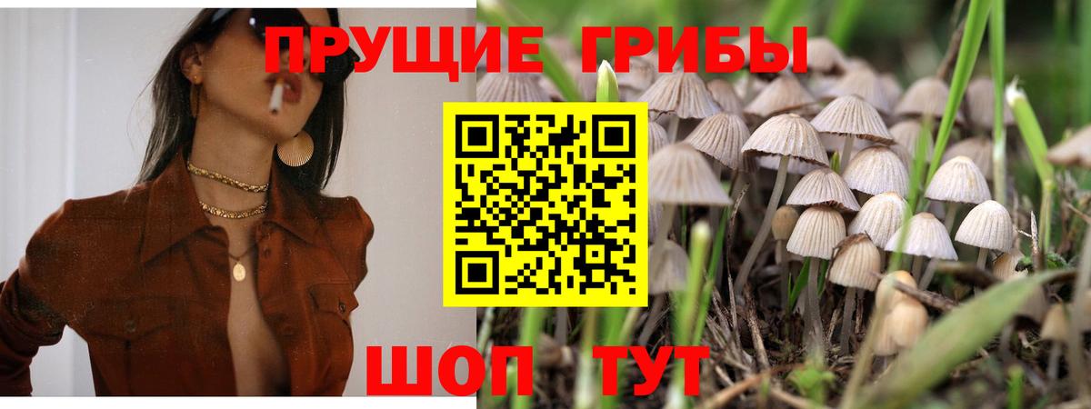 Котлас  Галлюциногенные грибы Psilocybe  Вход с VPN 